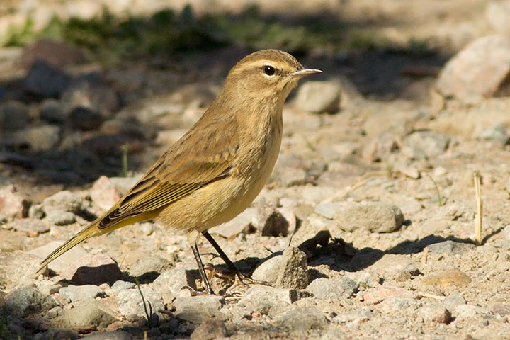 Palm Warbler