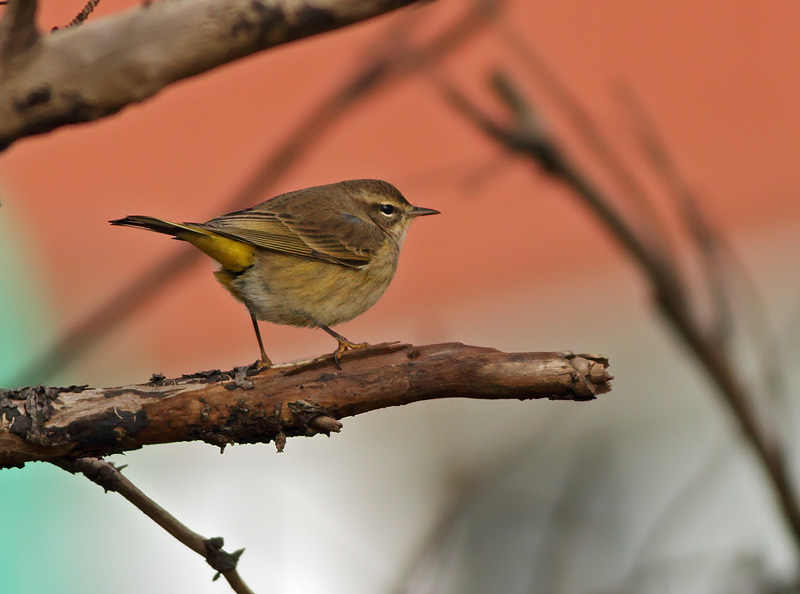 Palm Warbler