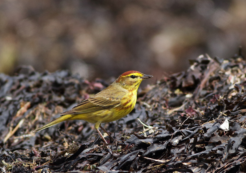 Palm Warbler