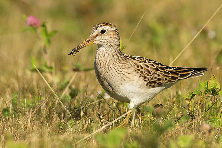 Pectoral Sandpiper