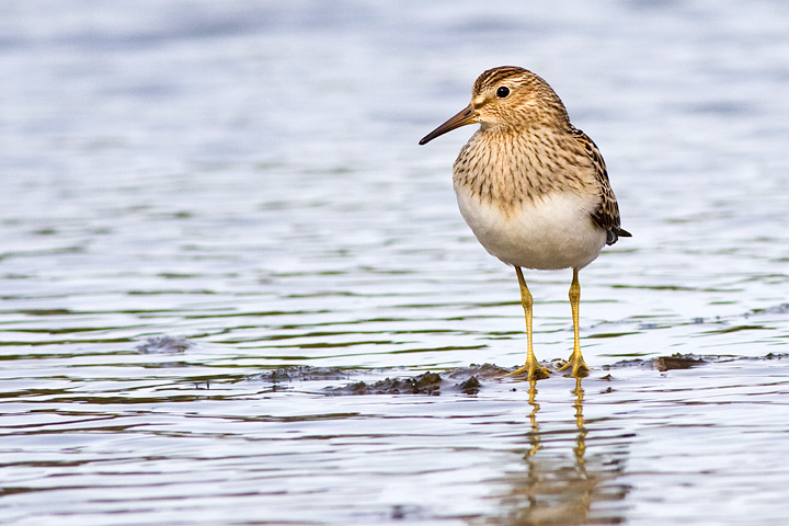Pectoral Sandpiper