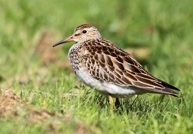 Pectoral Sandpiper