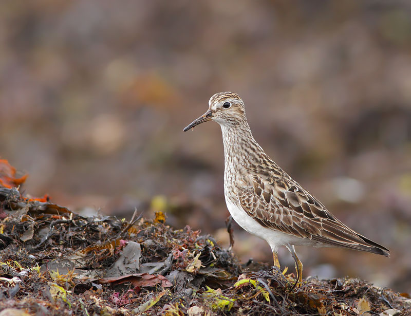 Pectoral Sandpiper