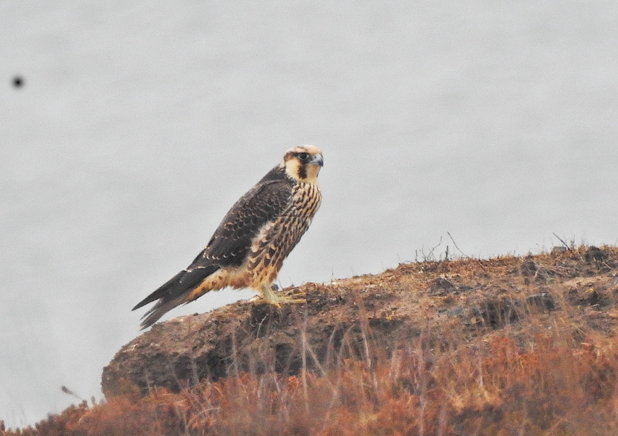 Peregrine Falcon