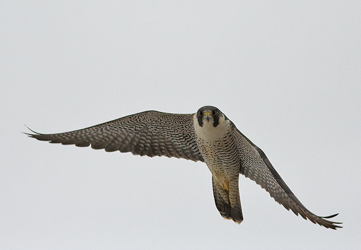Peregrine Falcon