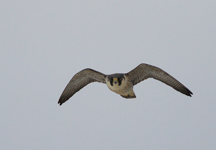 Peregrine Falcon