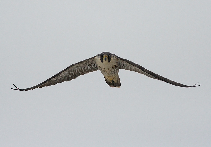 Peregrine Falcon