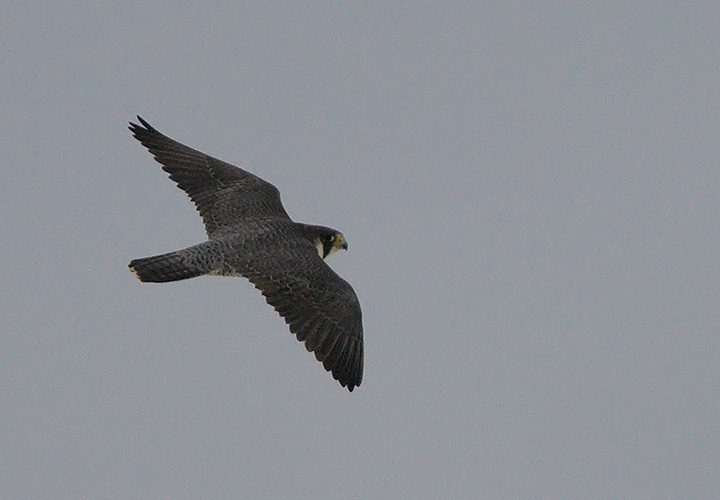 Peregrine Falcon