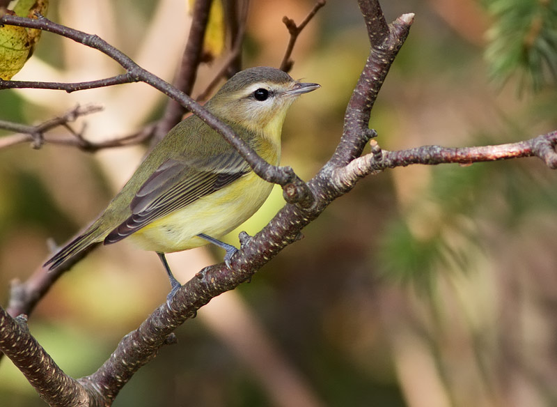 Philadelphia Vireo