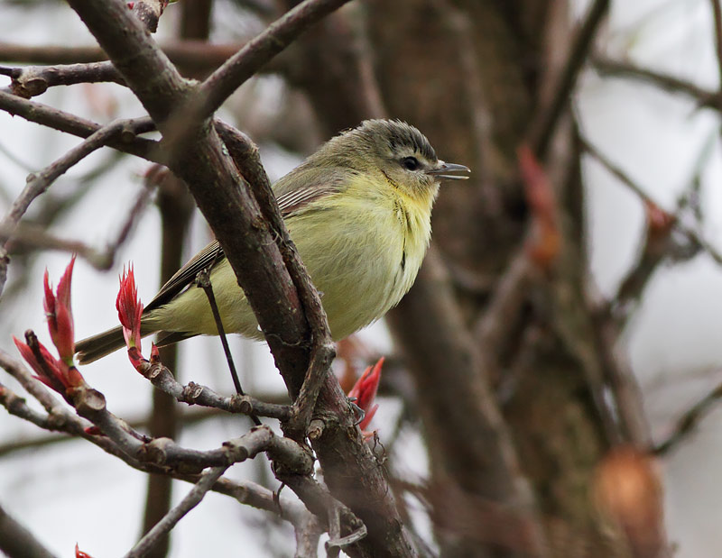 Philadelphia Vireo