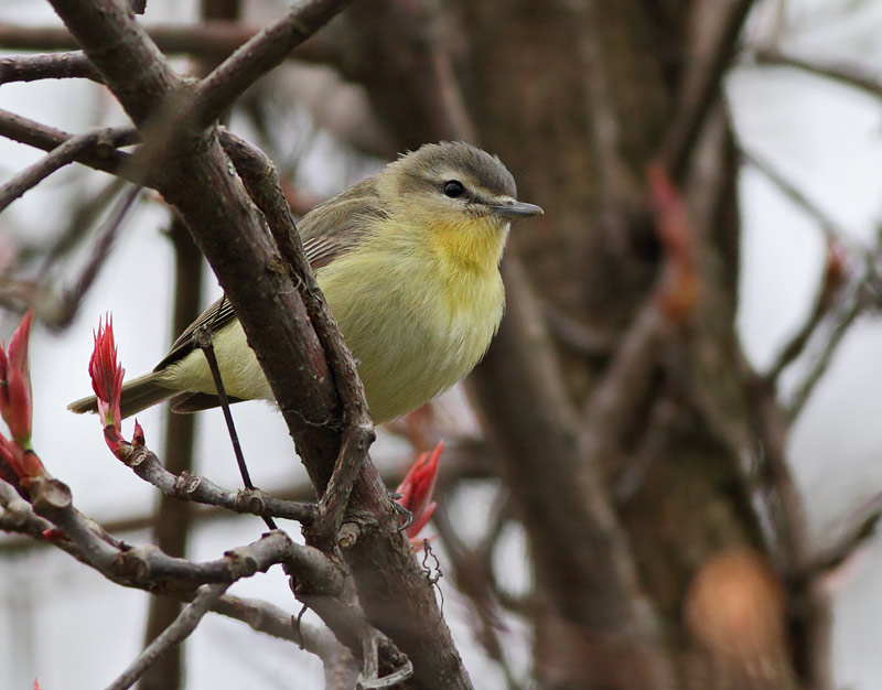 Philadelphia Vireo