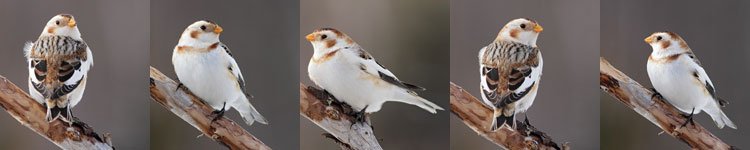 Snow Buntings