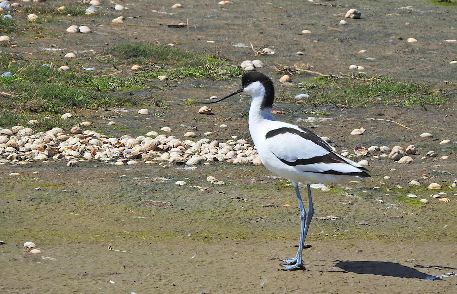 Pied Avocet