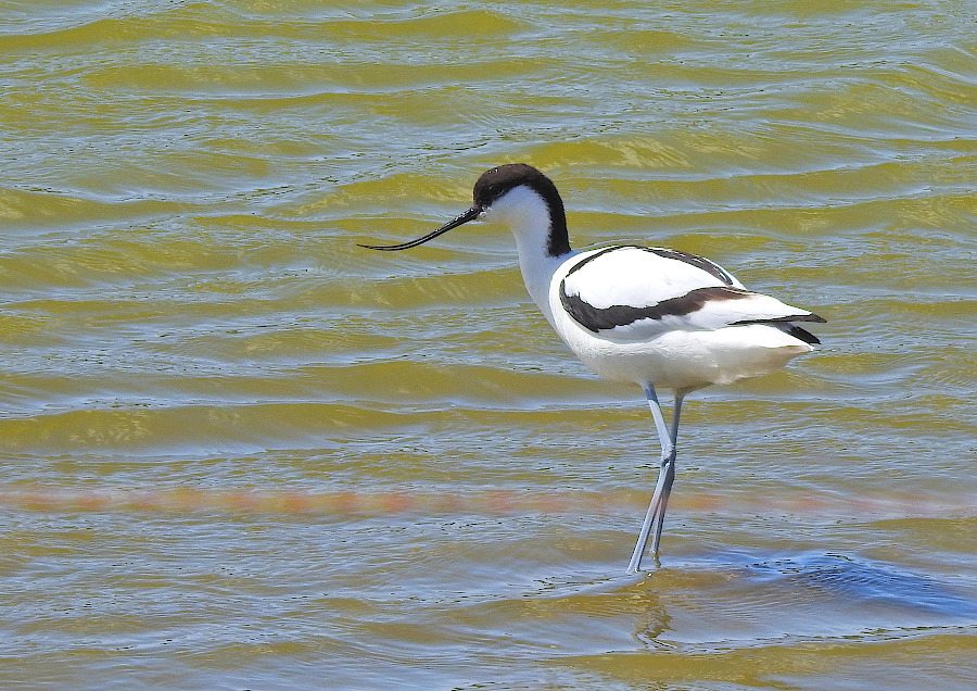 Pied Avocet