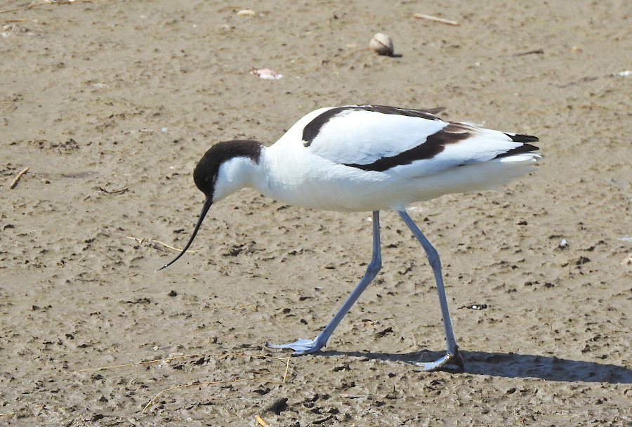 Pied Avocet