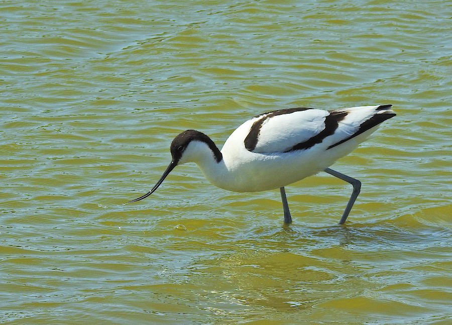 Pied Avocet