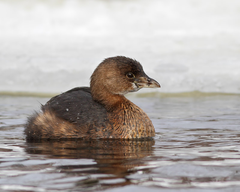 Pied-billed Grebe