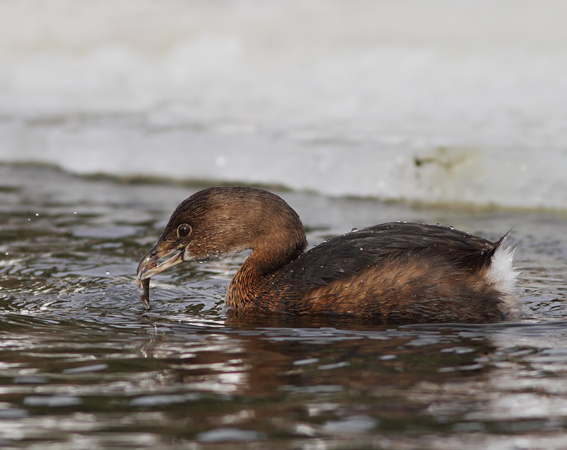 Pied-billed Grebe