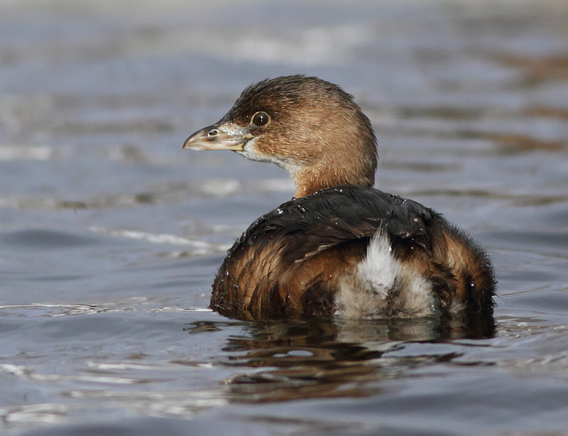 Pied-billed Grebe