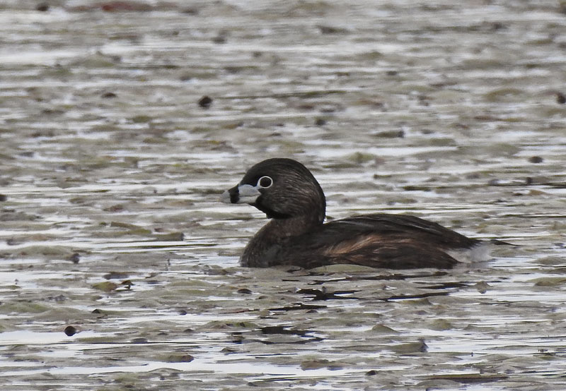 Pied-billed Grebe