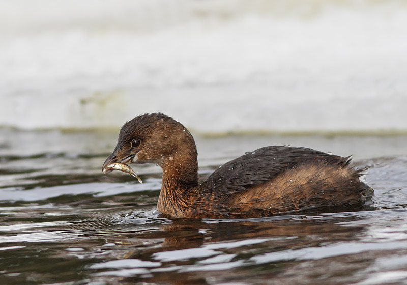 Pied-billed Grebe