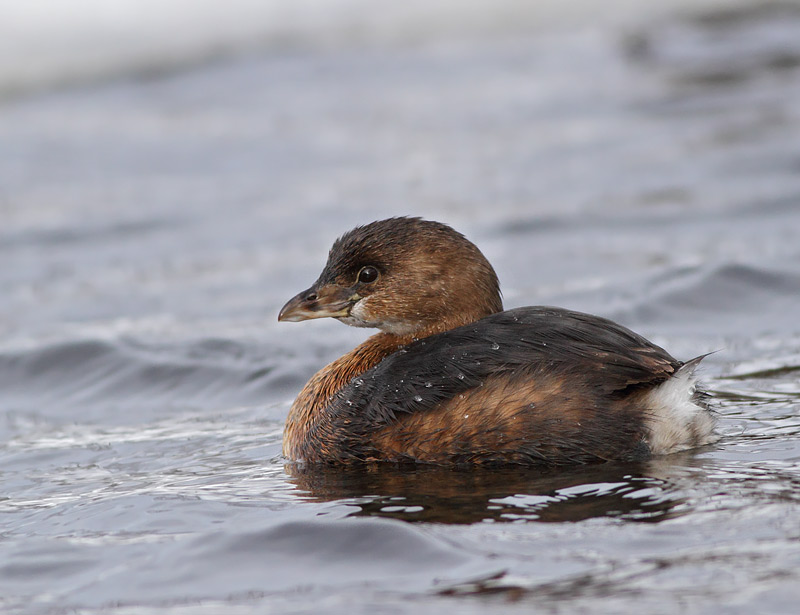 Pied-billed Grebe