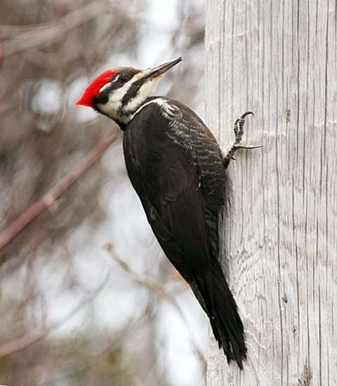 Pileated Woodpecker