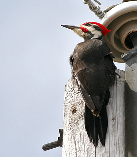 Pileated Woodpecker