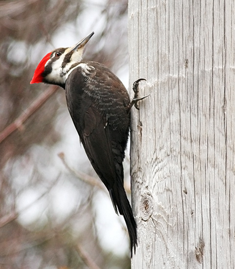 Pileated Woodpecker