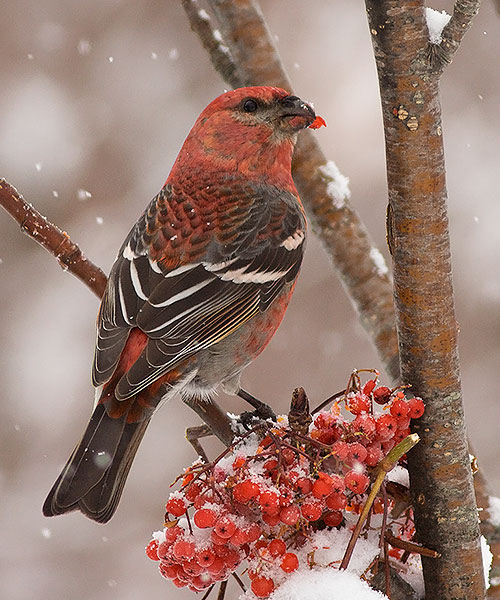 Pine Grosbeak