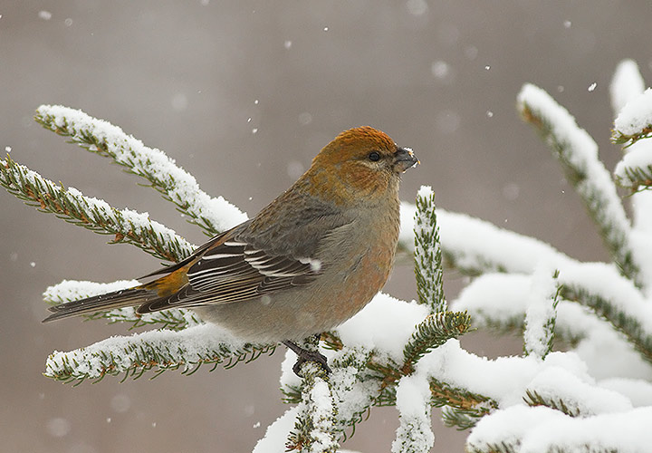 Pine Grosbeak
