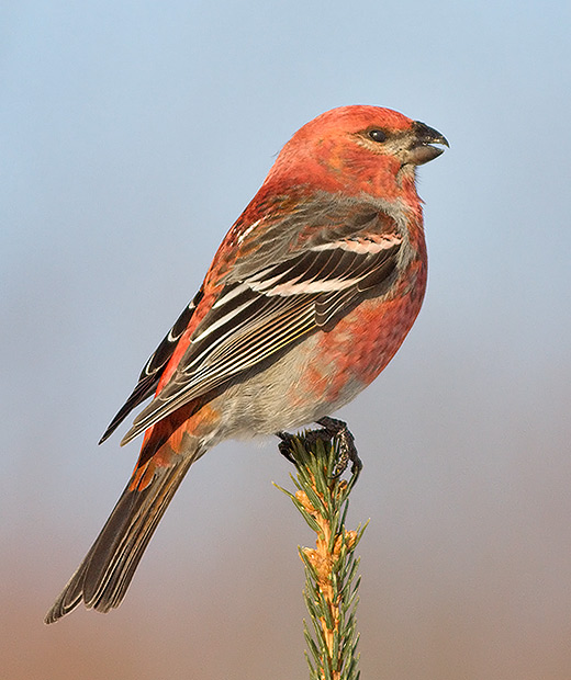 Pine Grosbeak