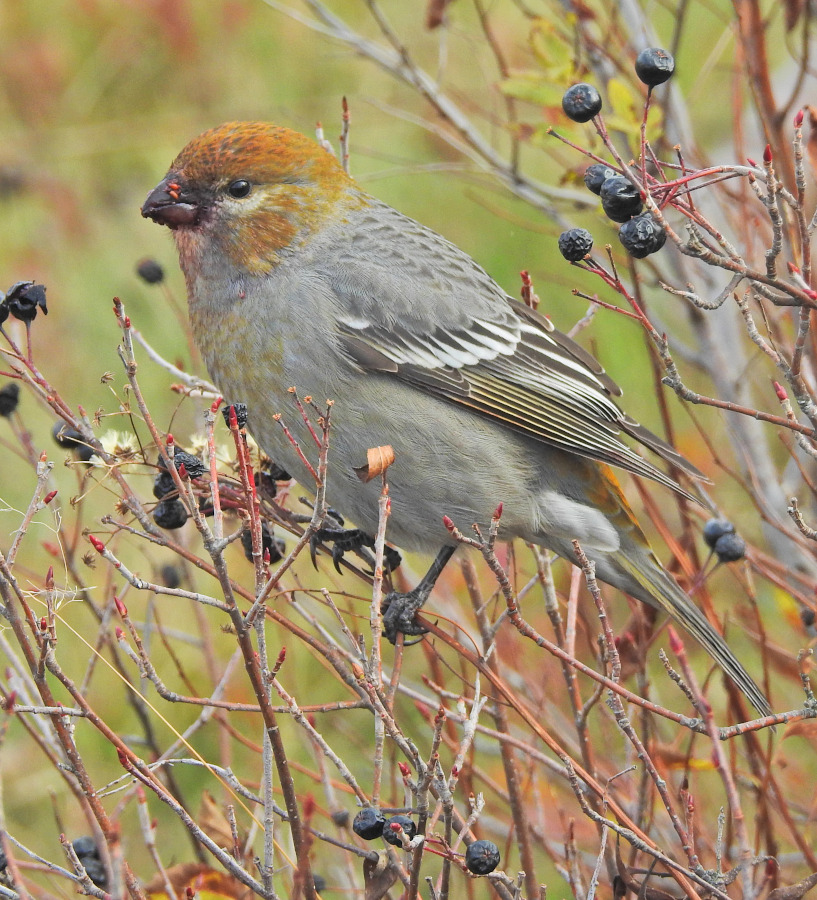 Pine Grosbeak