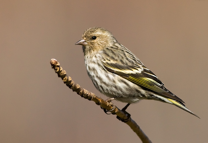 Pine Siskin