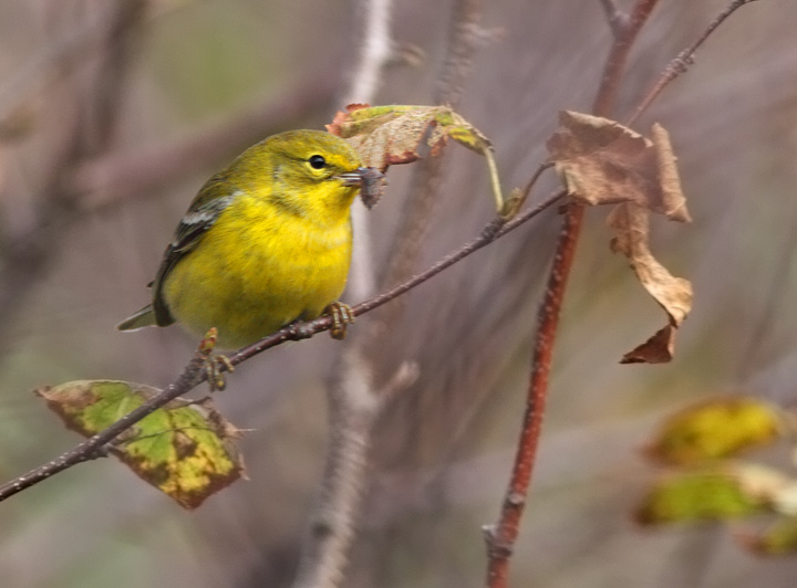 Pine Warbler