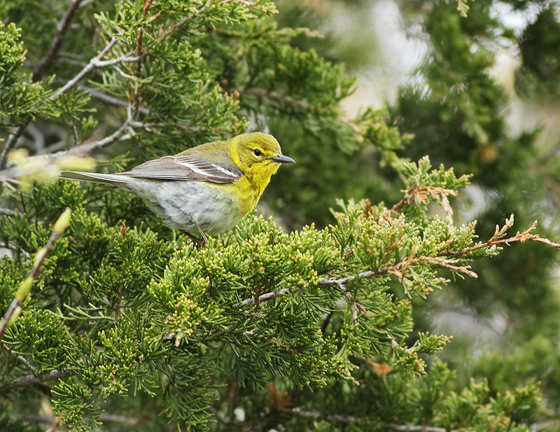 Pine Warbler