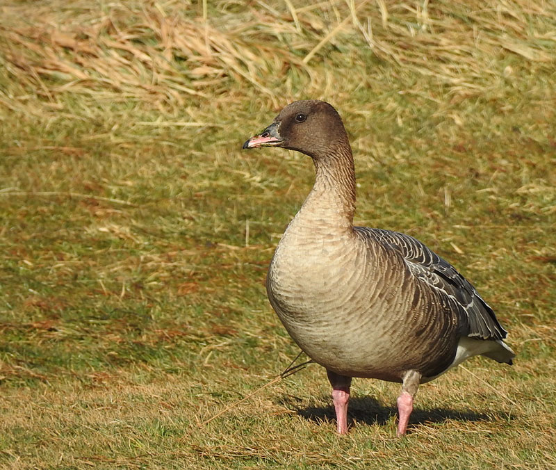 Pinkfooted Goose