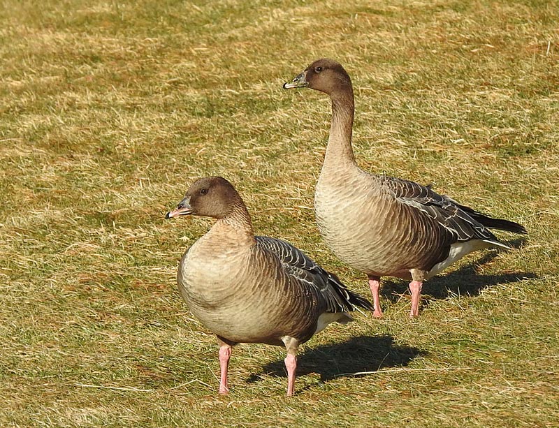 Pinkfooted Goose