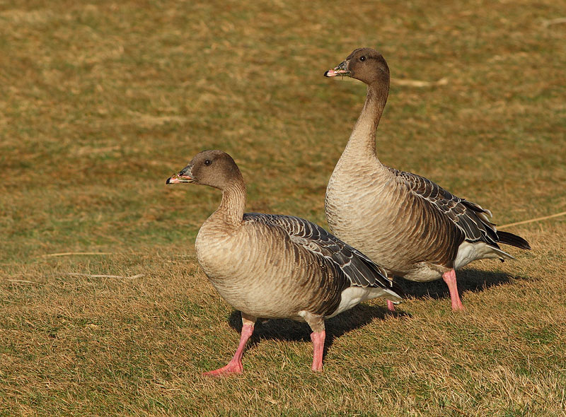 Pink-footed Goose