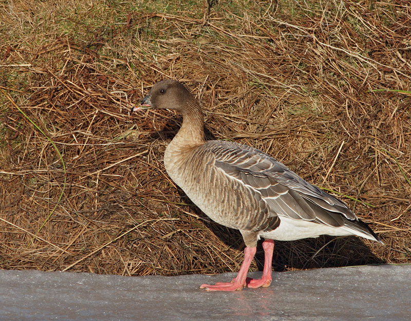 Pinkfooted Goose