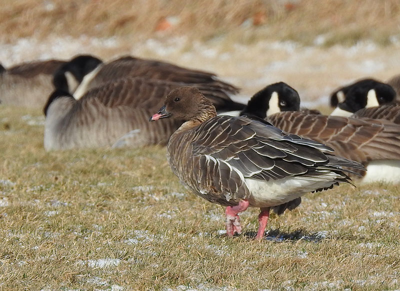 Pink-footed Goose