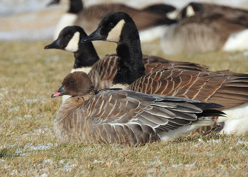 Pink-footed Goose