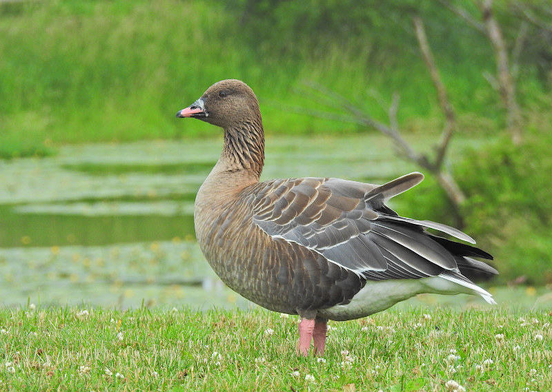 Pinkfooted Goose