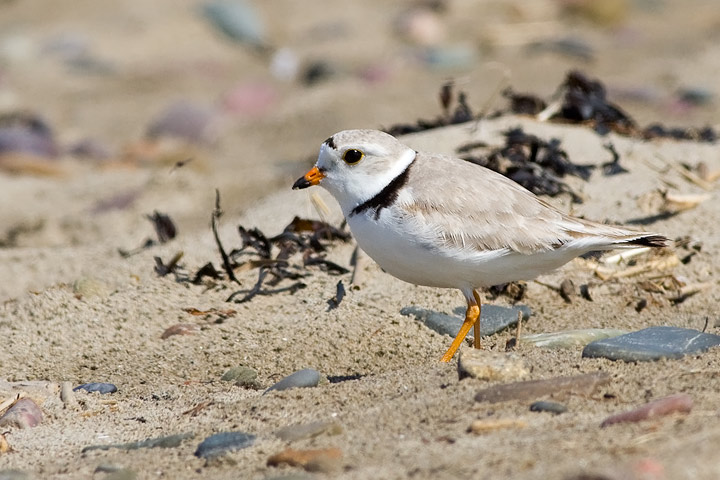 Piping Plover
