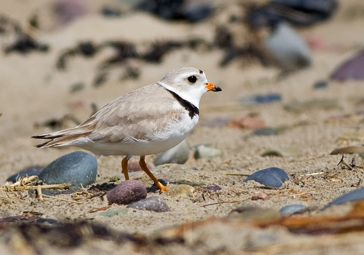 Piping Plover