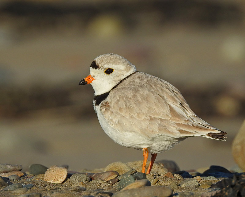 Piping Plover