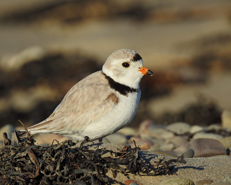 Piping Plover