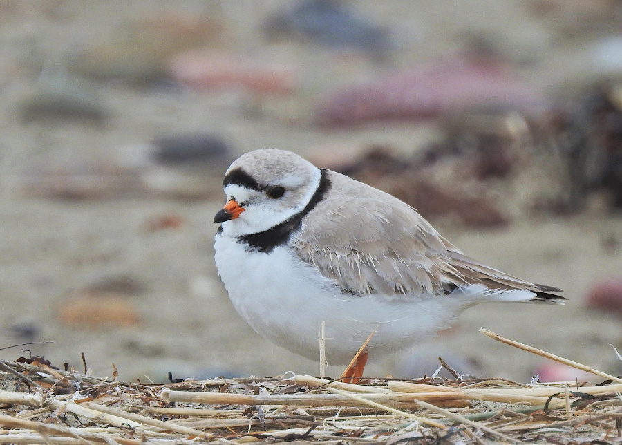 Piping Plover