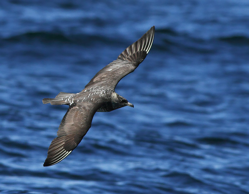Pomarine Jaeger
