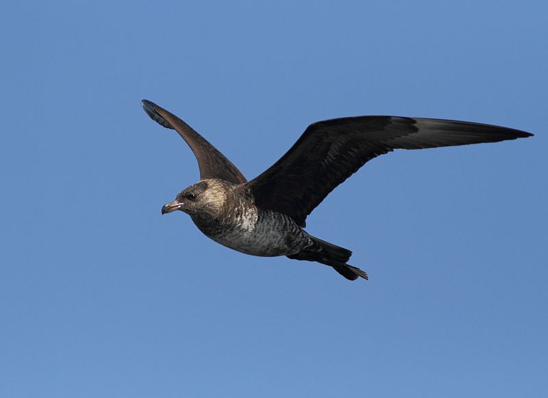 Pomarine Jaeger